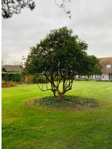 Arbuste taillé, silhouette nette — NA Espace Vert Dijon