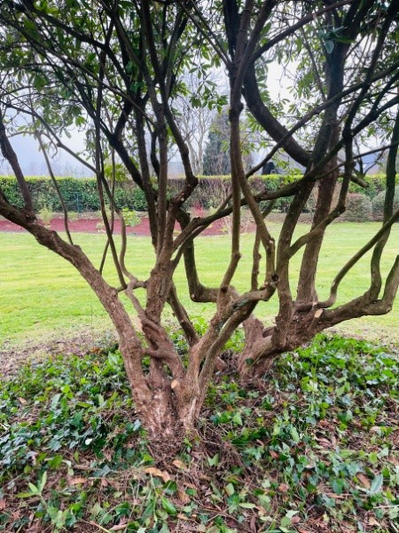 Arbuste envahi avant taille — NA Espace Vert Dijon