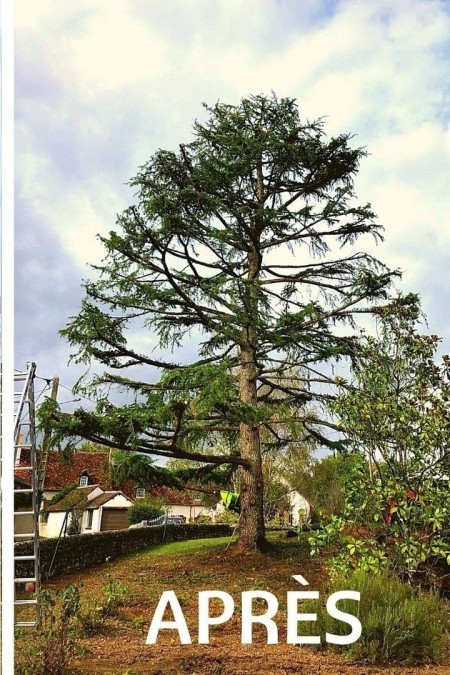 Cèdre élaguée, structure dégagée — NA Espace Vert Dijon
