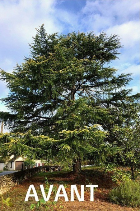 Cèdre dense avant élagage — NA Espace Vert Dijon