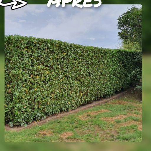 Laurier taillé proprement — NA Espace Vert