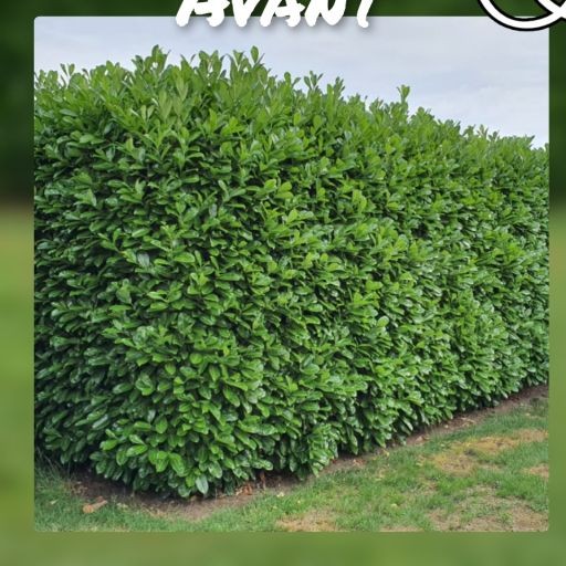 Laurier avant taille — NA Espace Vert