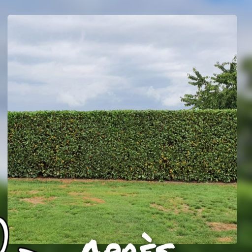 Haie taillée nette — NA Espace Vert