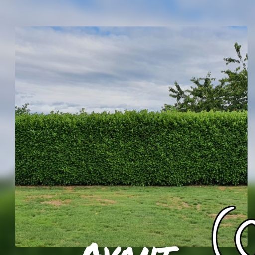 Haie avant taille — NA Espace Vert